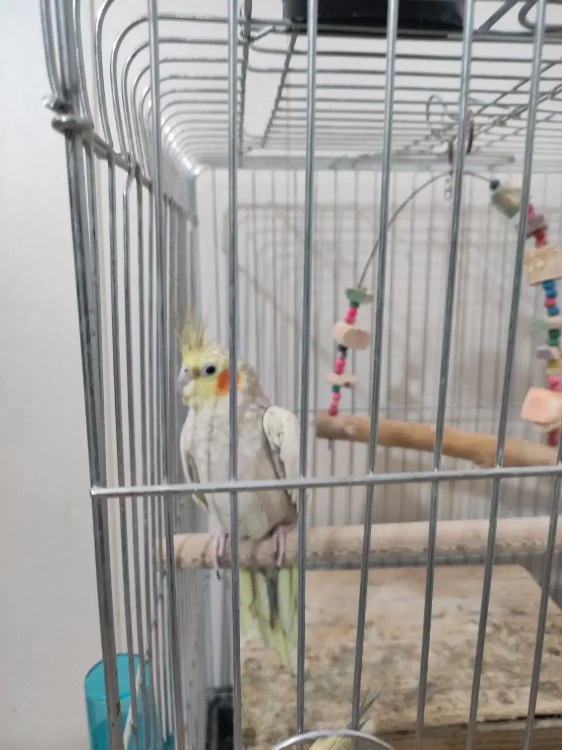 فروش عروس هلندی|پرنده|یاسوج, |دیوار