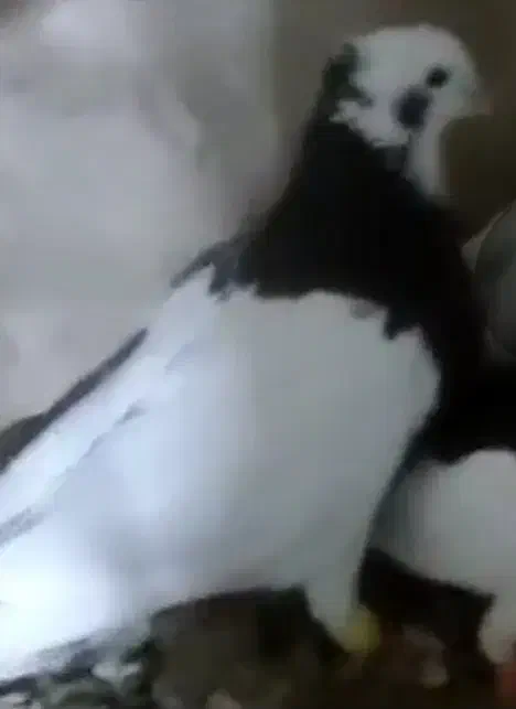 طوقی سیاه گونه دار|پرنده|قزوین, |دیوار