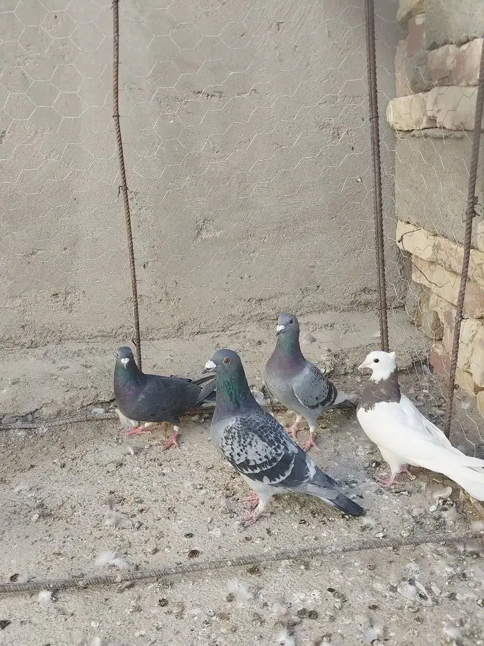 چند عدد پرنده فروشی|پرنده|هامون, |دیوار