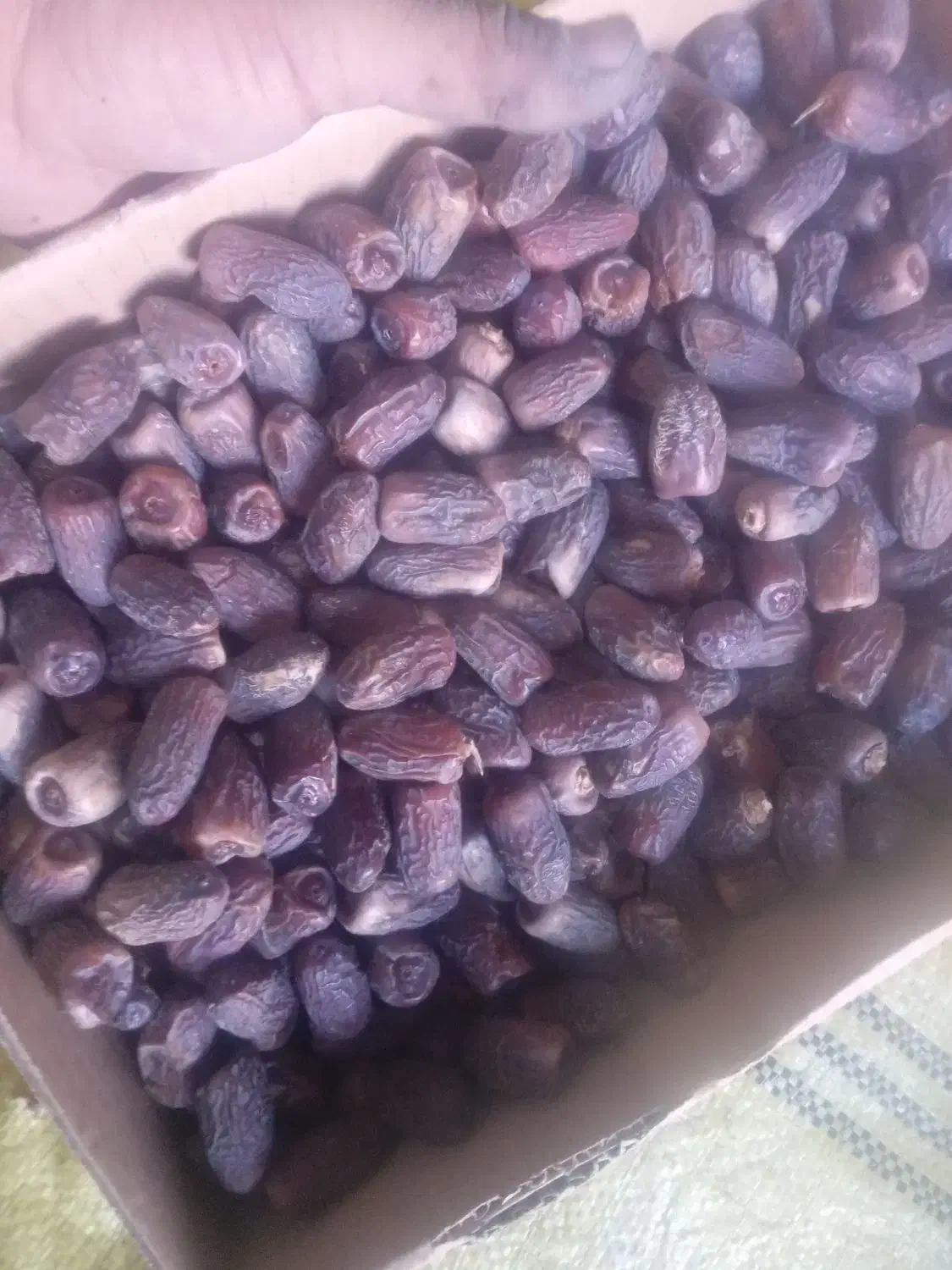 خرما (زردان) ربی)ارم|خوردنی و آشامیدنی|سیب و سوران, |دیوار