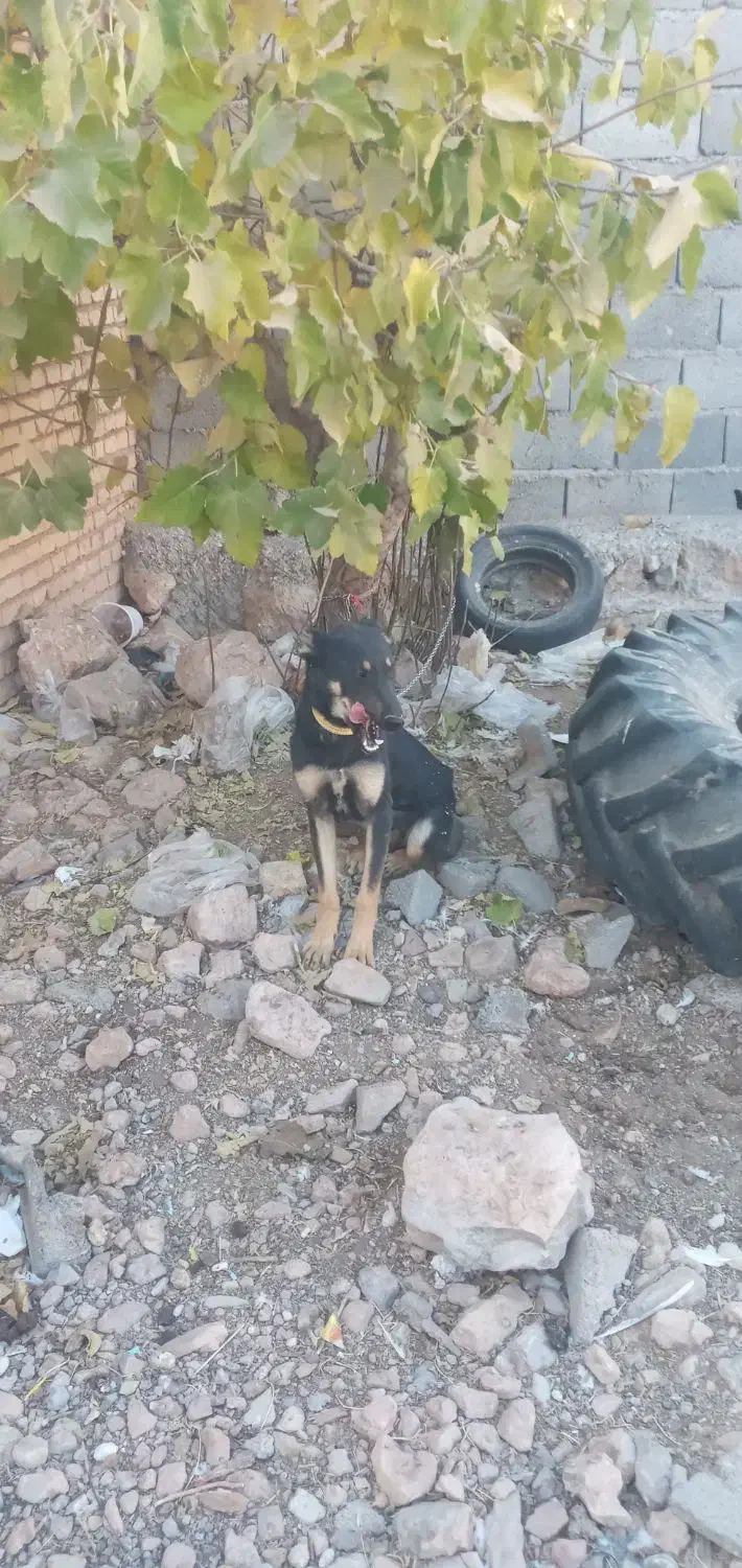 سگ دو رگه خارجی و سرابی|سگ|خانمیرزا, |دیوار