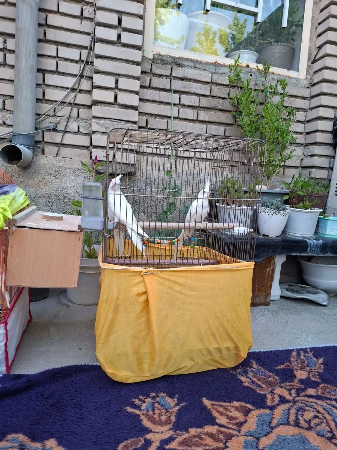 عروس هلندی طوطی برزیلی مرغ عشق|پرنده|نقده, |دیوار