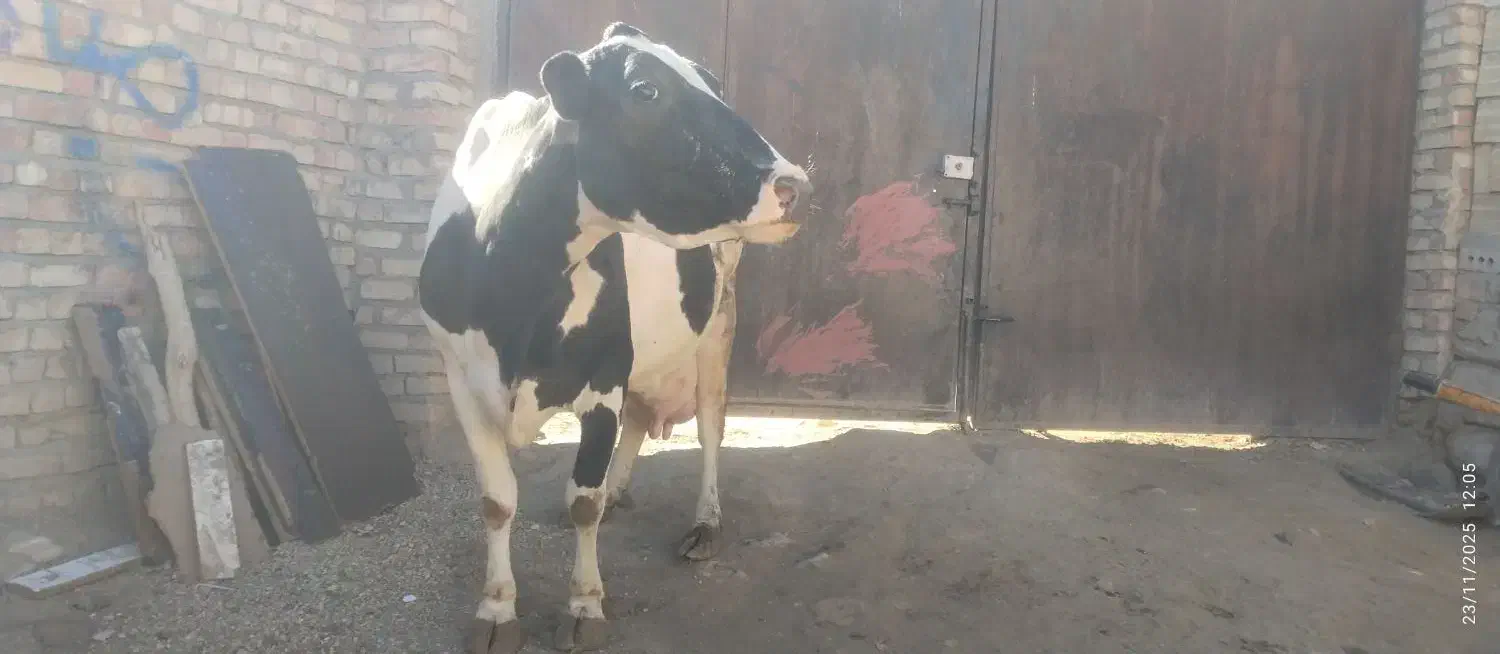 گاو هلشتاین شکم سوم|حیوانات مزرعه|شادیان, |دیوار