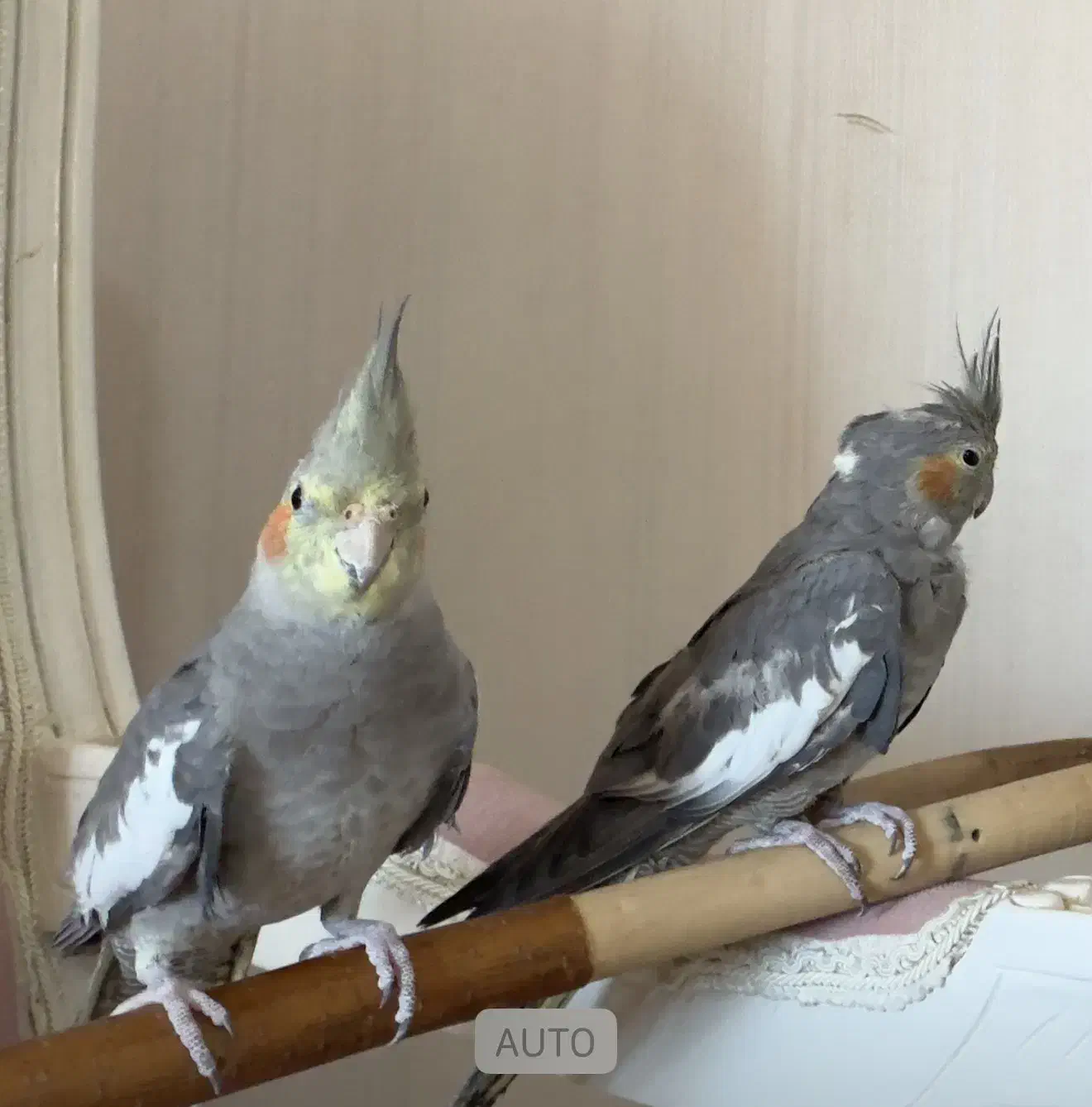 گمشده محدوده شهرک هوراز|حیوانات|مریوان, |دیوار