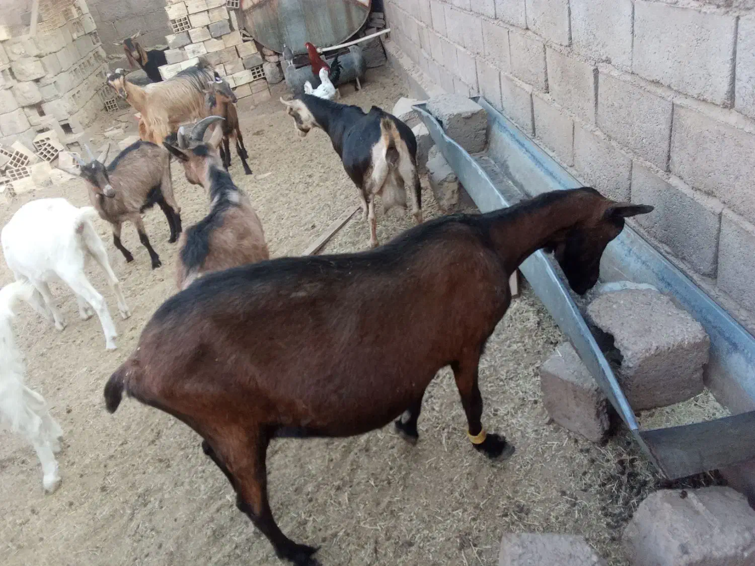 گوسفند الپاین اصل|حیوانات مزرعه|راور, |دیوار