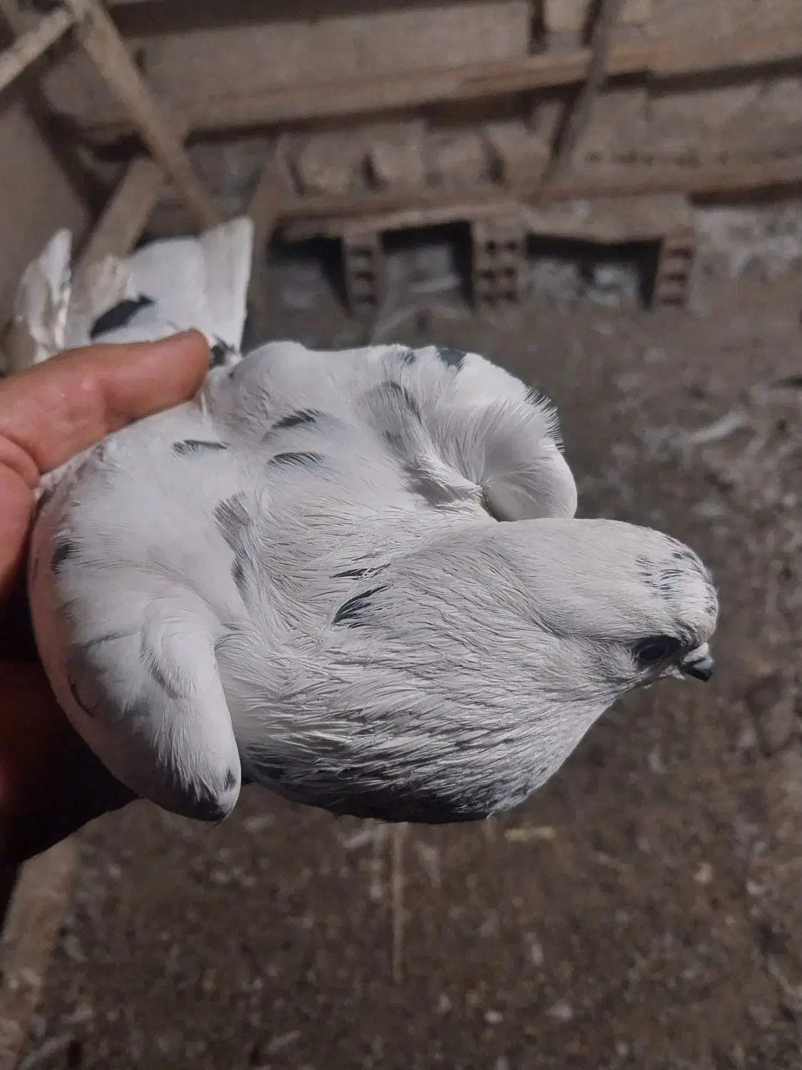 کبوتر پرشی|پرنده|قرچک, داوود آباد|دیوار