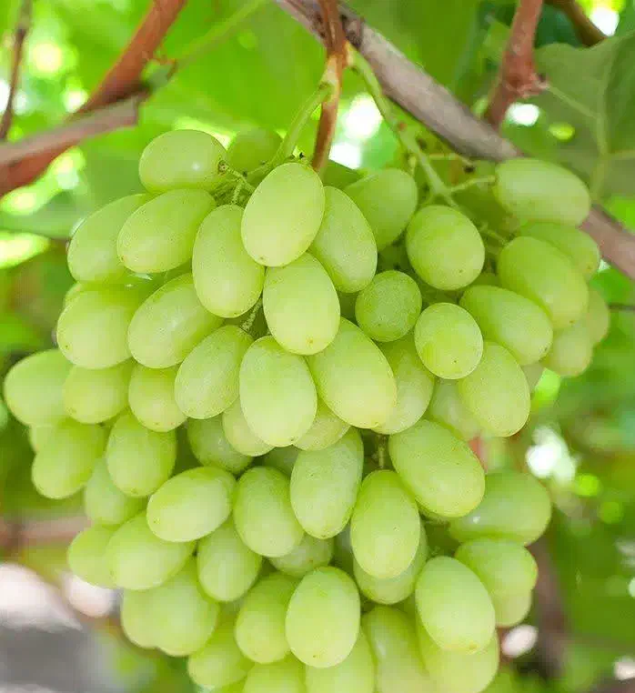 پیشفروش نهال انگور ویکتوریا|خدمات باغبانی و درختکاری|کندوان, |دیوار