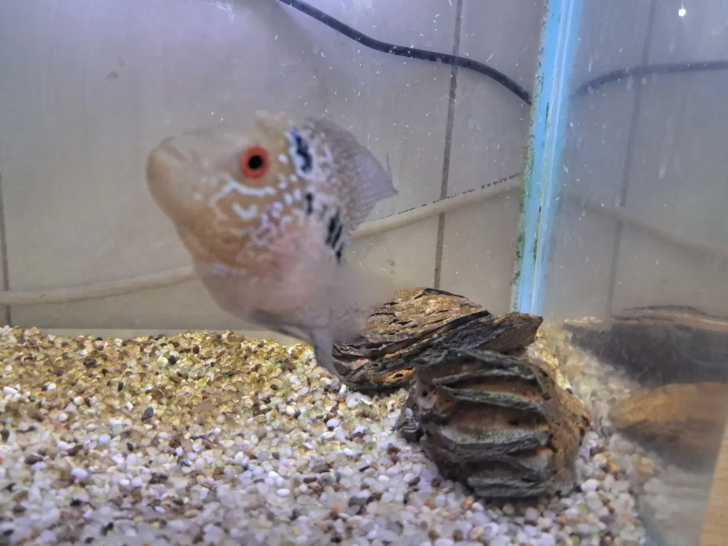 ماهی فلاور|ماهی|کرج, برغان|دیوار