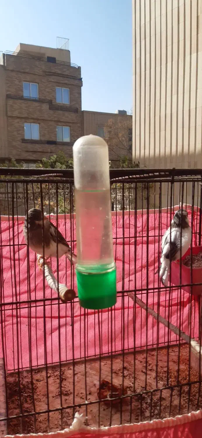 قناری گلاستراورجینال|پرنده|اصفهان, باغ نگاره|دیوار