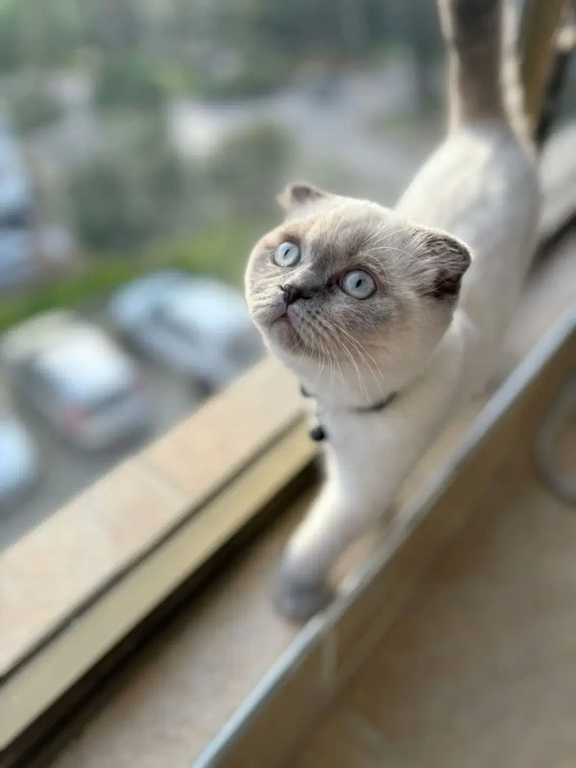 اسکاتیش ماده ۱۱ ماهه|گربه|نوشهر, |دیوار