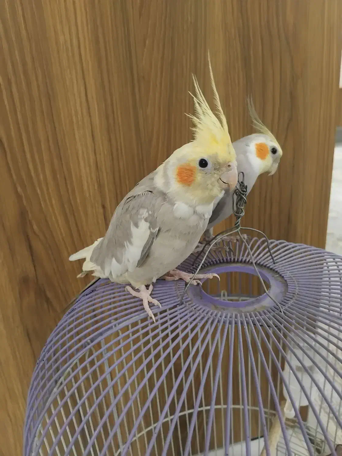 عروس هلندی|پرنده|هشتگرد, ینگی امام|دیوار