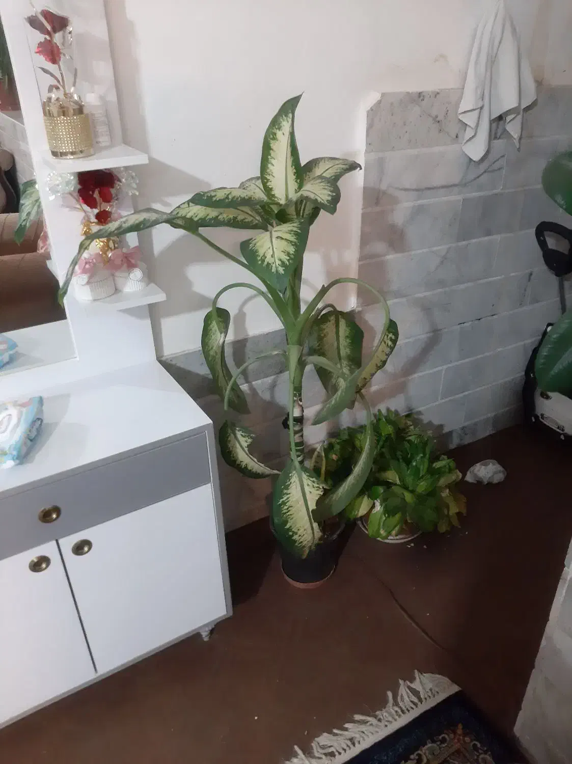 گل خوشکل سرحال|گل و گیاه طبیعی|کاشمر, |دیوار