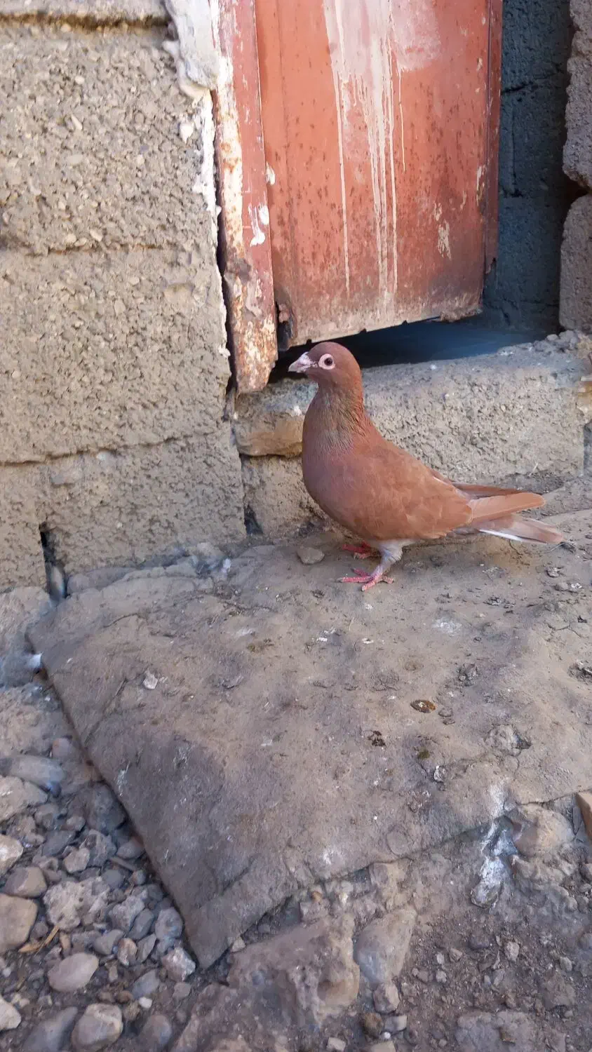 کبوتر سرخ کرمانی نر|پرنده|گنبد کاووس, |دیوار