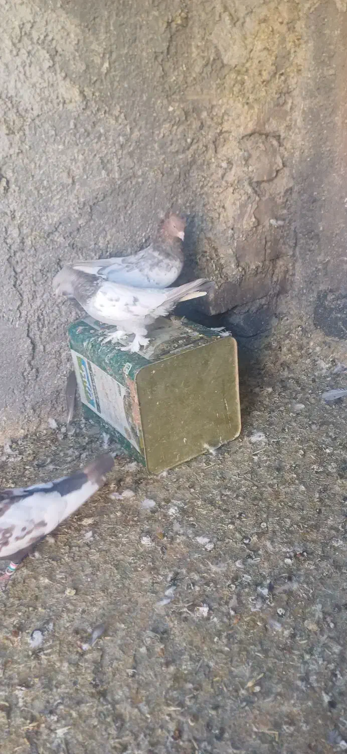 تعدادی کبوتر رنگی|پرنده|صدرا-فارس, فاز ۱|دیوار