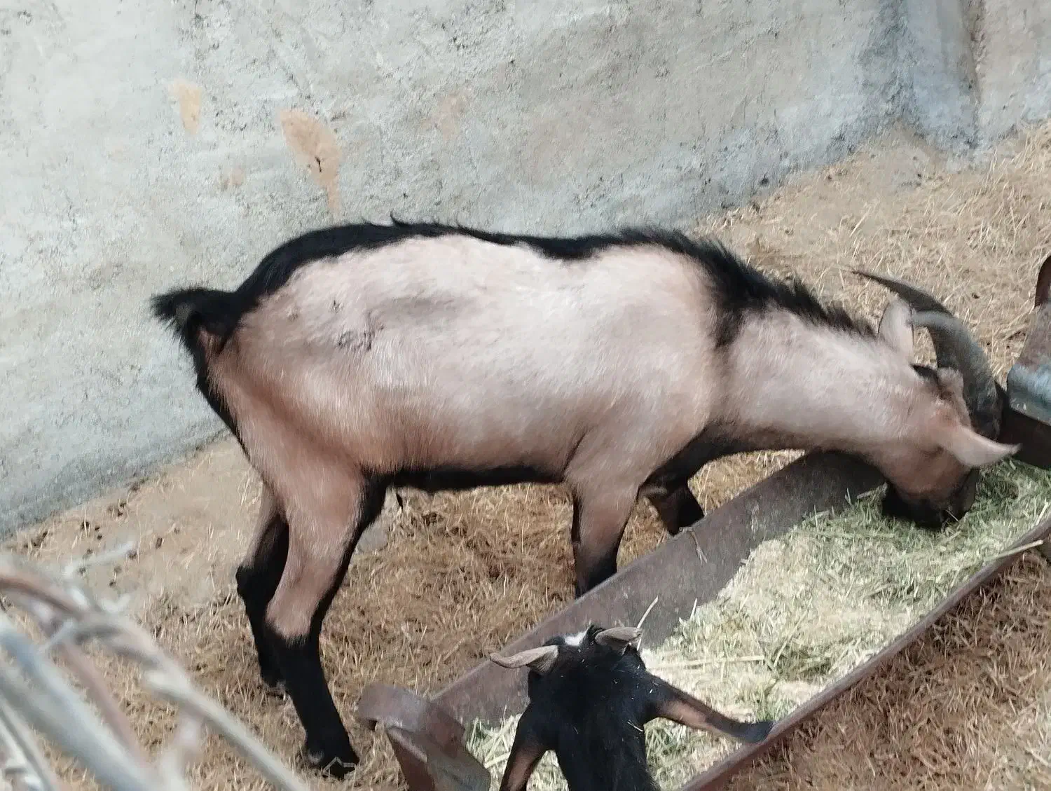 بز سانن نری آلپاین|حیوانات مزرعه|بندرعباس, |دیوار