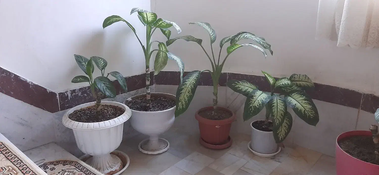 فروش ۴ عدد دیفن بصورت کلی وجزئی|گل و گیاه طبیعی|سنندج, |دیوار