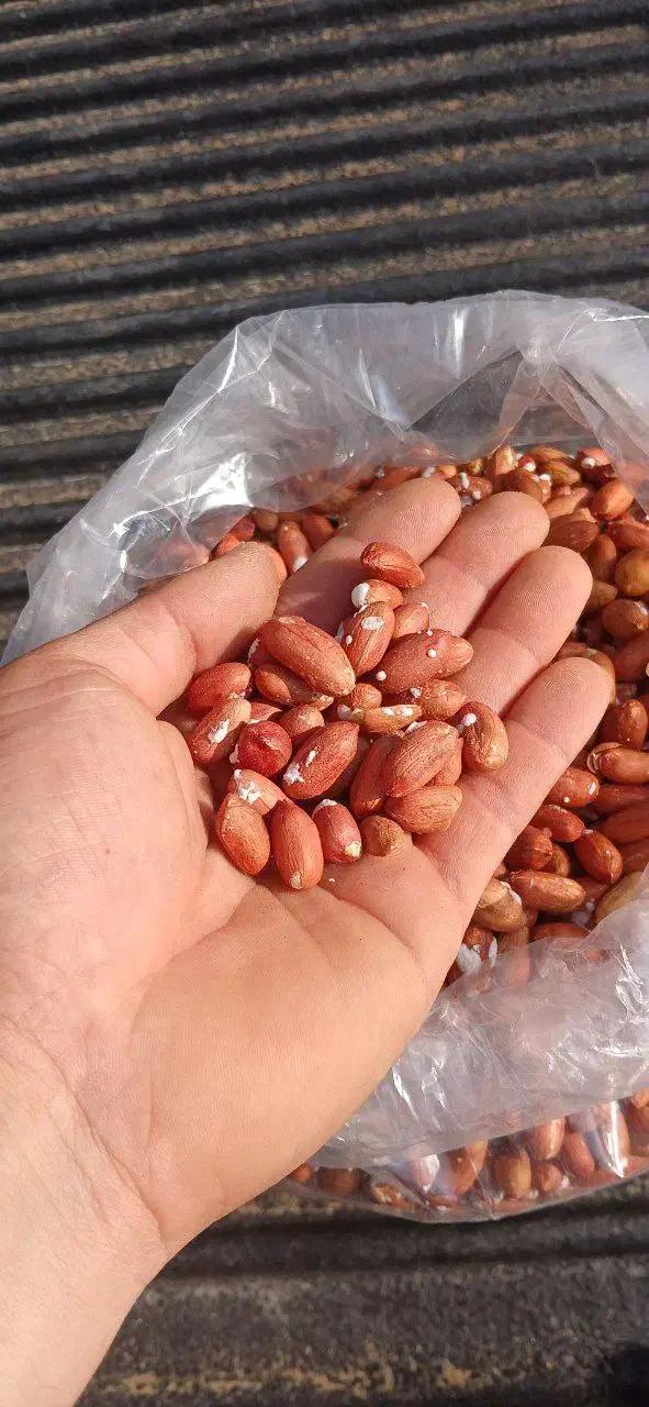 بادام زمینی مغان|خوردنی و آشامیدنی|تهران, ایرانشهر|دیوار