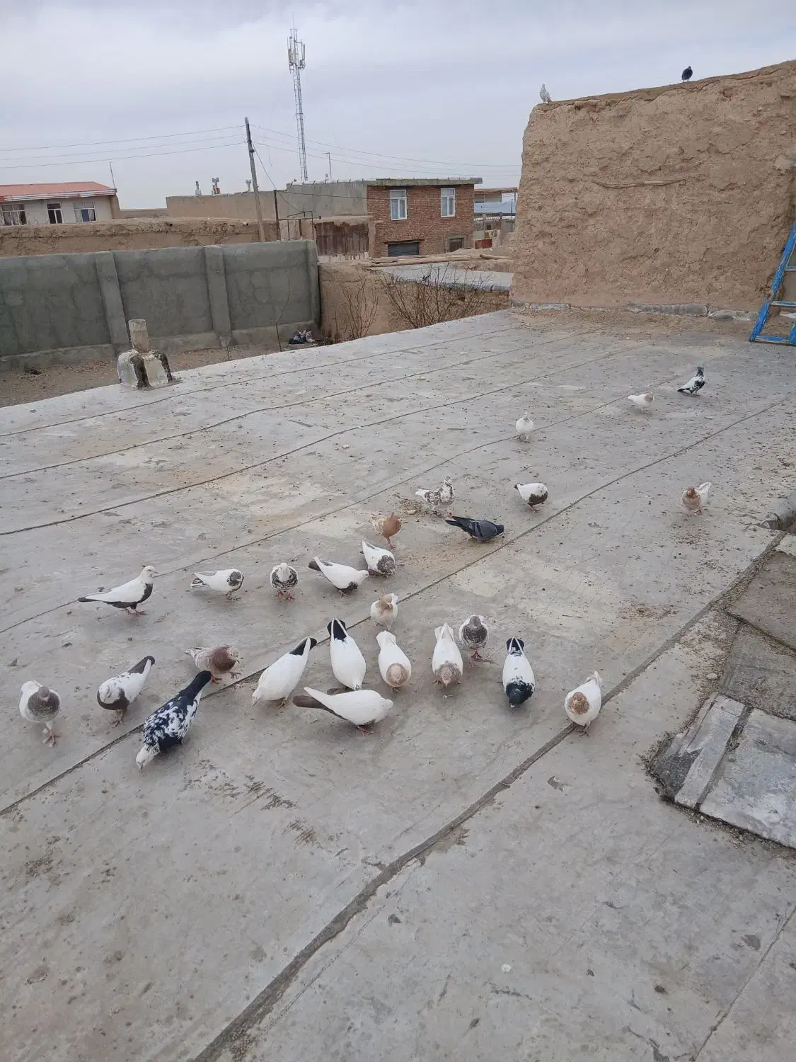 کبوتر کله دار سینه سرخ دم سیاه|پرنده|کبودرآهنگ, |دیوار