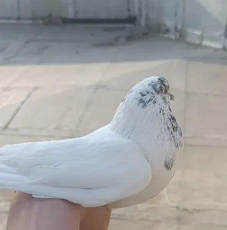 کبوتر نر|پرنده|آستانه اشرفیه, |دیوار