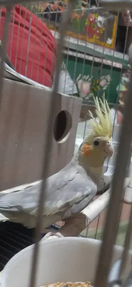 عروس هلندی.|پرنده|نیمروز, |دیوار