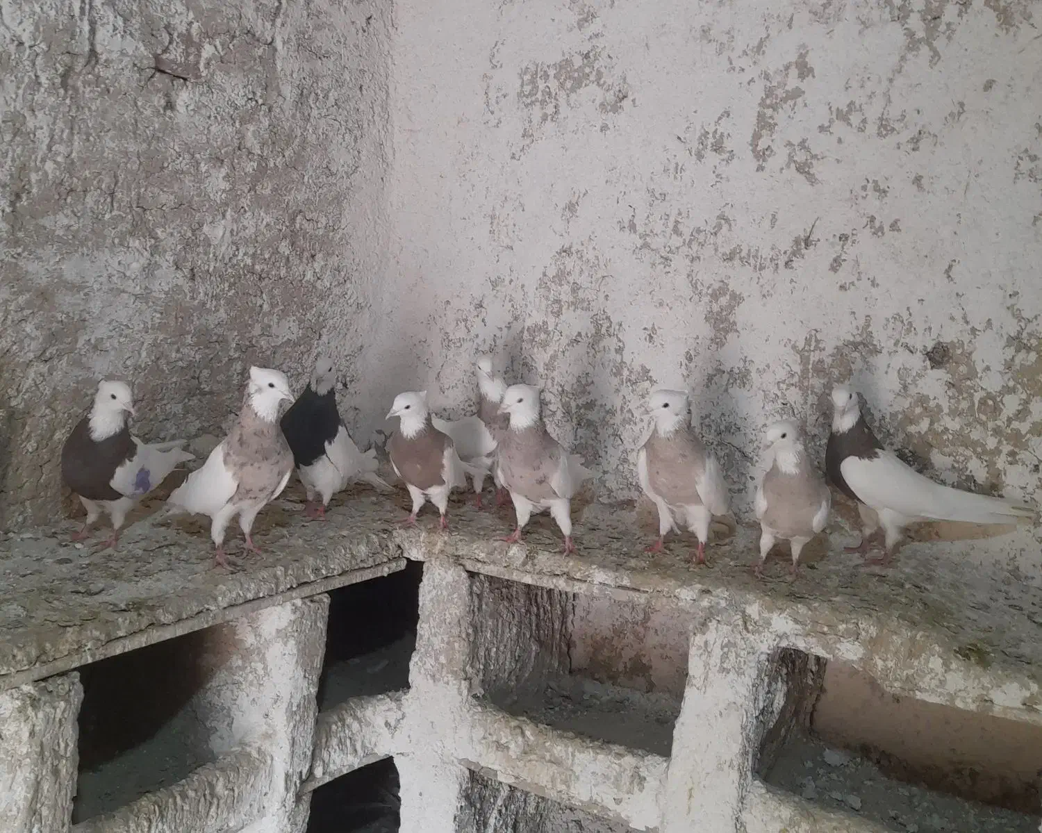 کبوترطوق اجری|پرنده|کنگاور, |دیوار