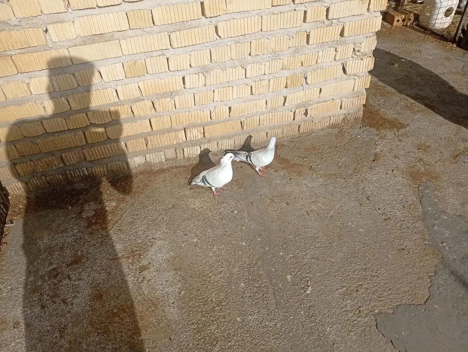 کبوتر شامی|پرنده|مرودشت, دولت آباد|دیوار