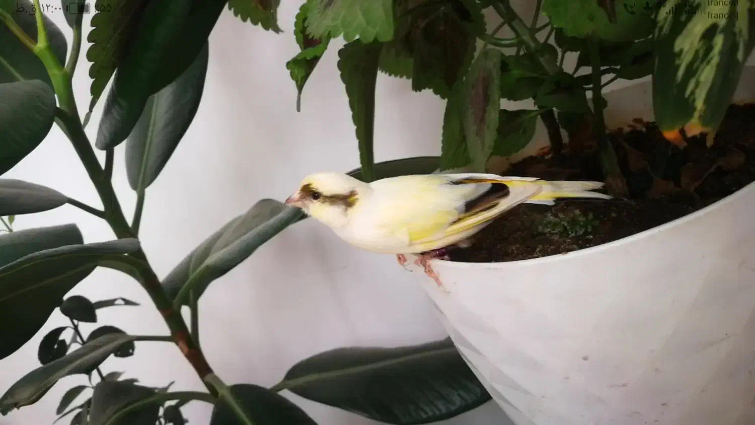 قناری نر خوش صدا خوش رنگ زیبا اهلی معاوضه|پرنده|سیلوانه, |دیوار