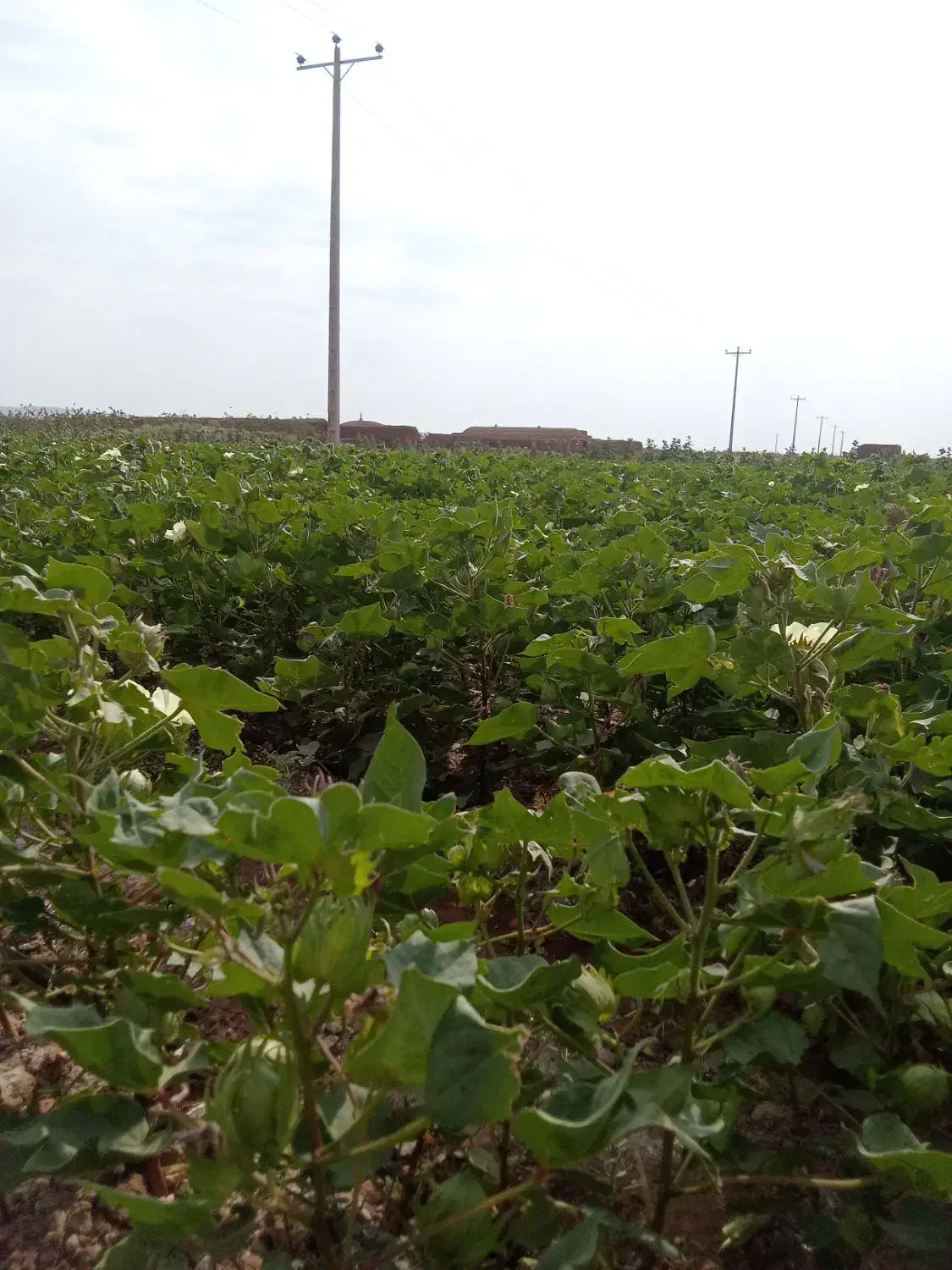 بیده یونجه|حیوانات مزرعه|میان جلگه, |دیوار