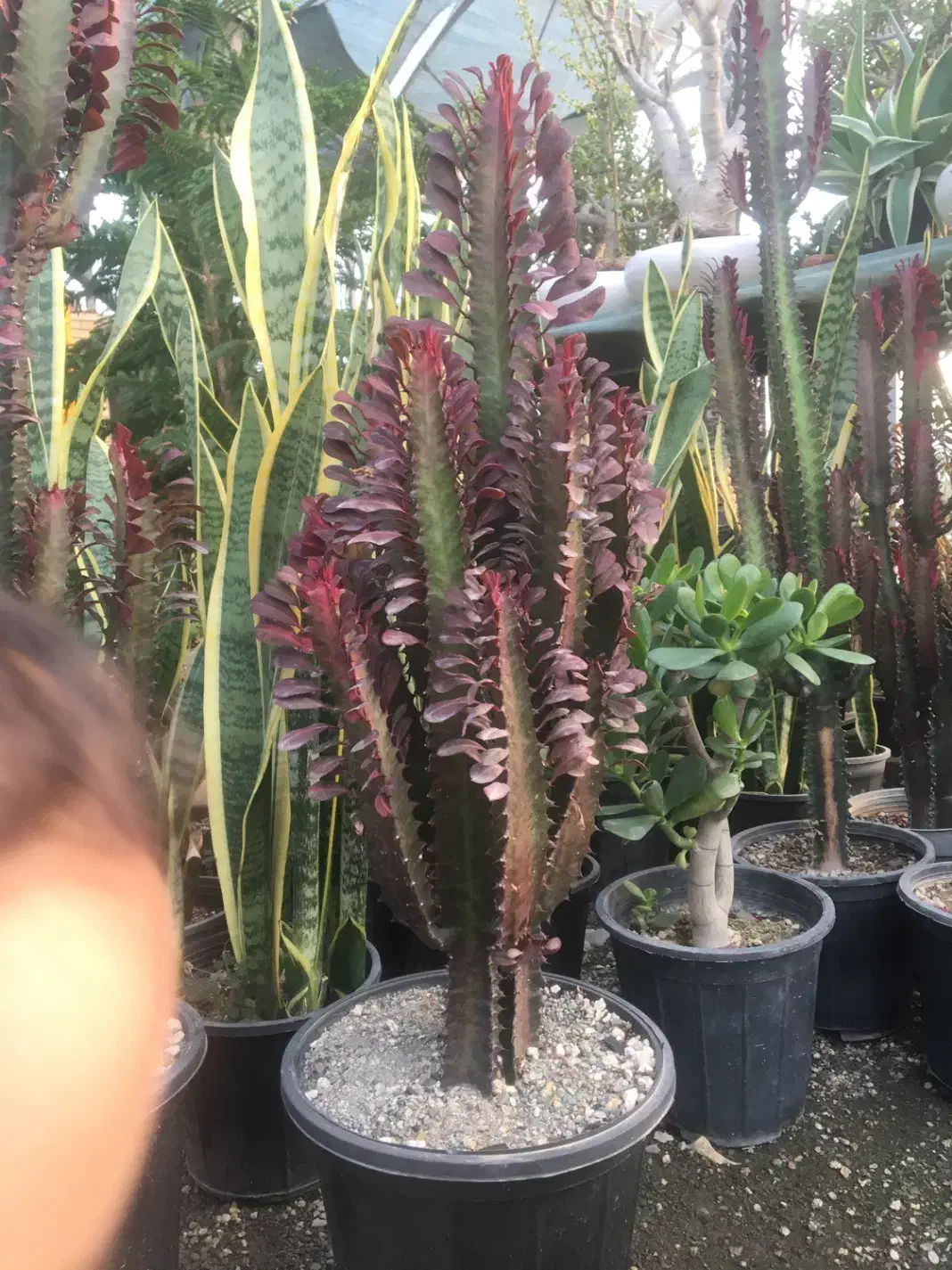 گیاهان اپارتمانی و کلکسیونی|گل و گیاه طبیعی|صفادشت, |دیوار