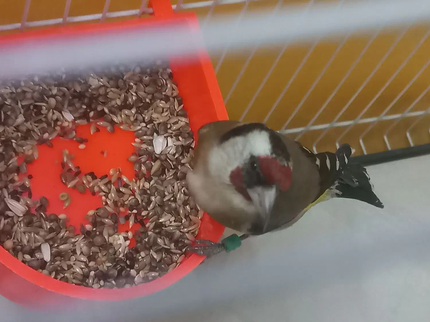 سهره نر عطیفه رخ اروپایط|پرنده|مشهد, طلاب|دیوار