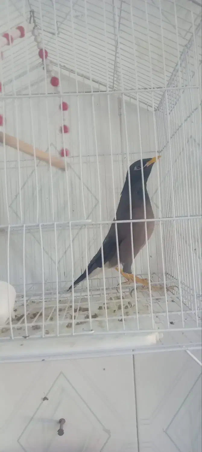 مرغ مینا به فروش می رسد|پرنده|ایلام, |دیوار