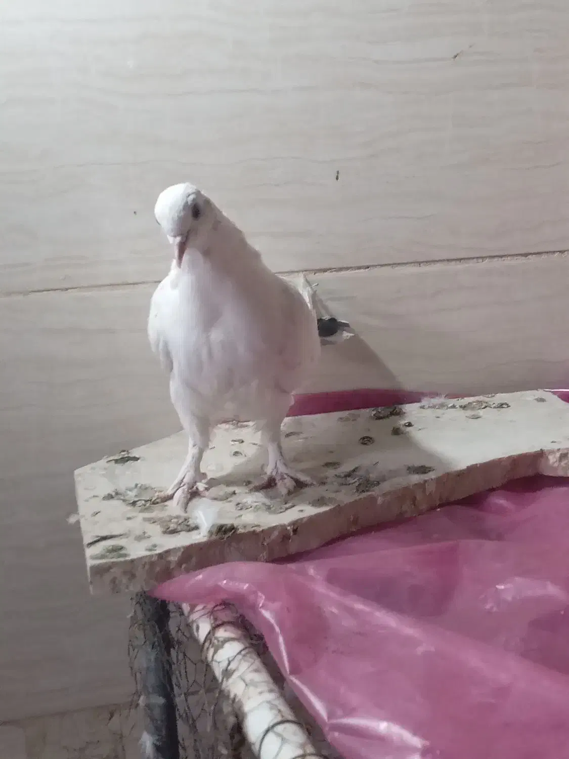 کبوتر نشون دار|پرنده|قم, پردیسان|دیوار