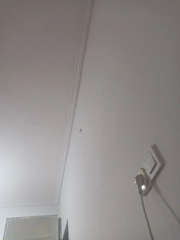 تلوزیون|تلویزیون و پروژکتور|بوشهر, |دیوار