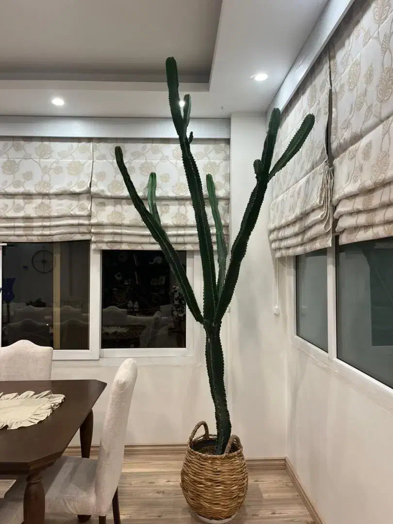 کاکتوس افوربیا|گل و گیاه طبیعی|کرج, فاز ۱ مهرشهر|دیوار