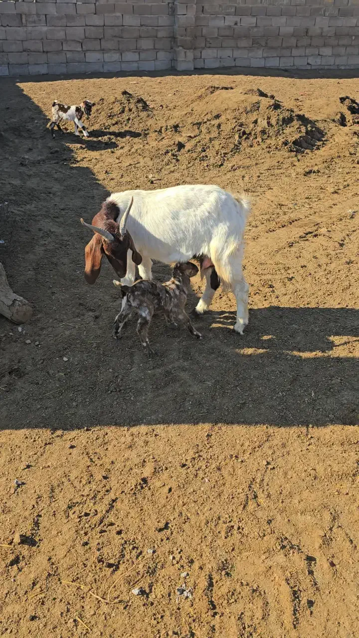 ۳ عدد بز|حیوانات مزرعه|مشهد, کارمندان دوم|دیوار
