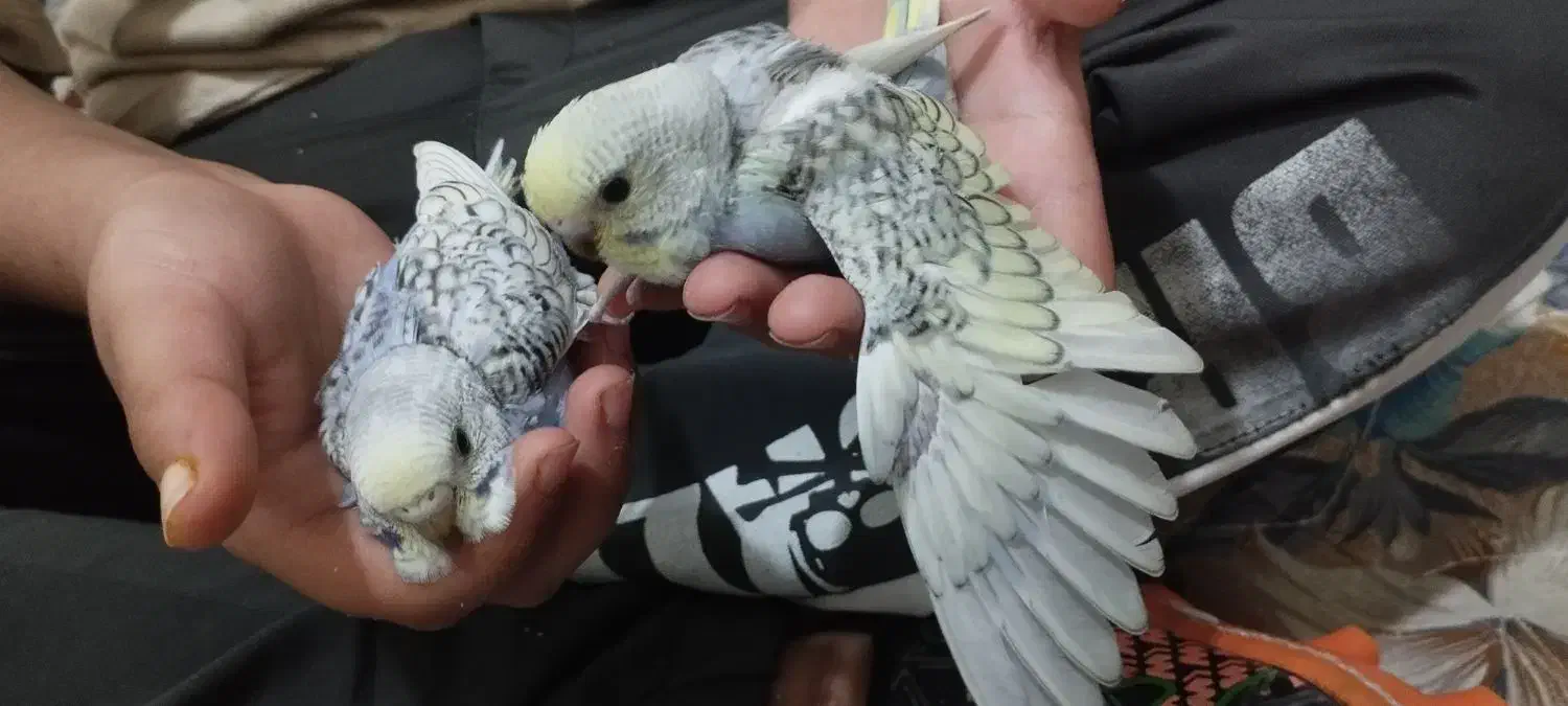 چهار عدد مرغ|پرنده|بندرعباس, |دیوار