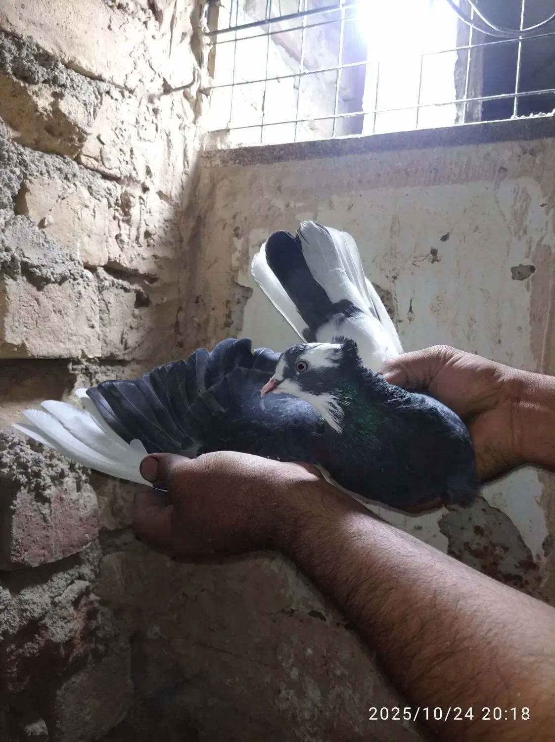 یک جفت ابلغ شازده|پرنده|قم, زاویه|دیوار