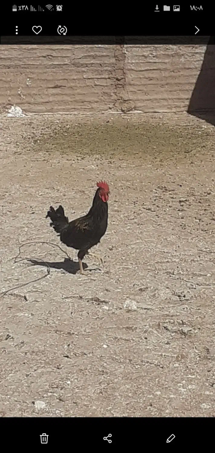 خروس محلی سیاه|حیوانات مزرعه|کرمان, |دیوار