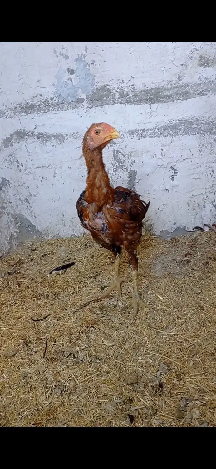 مرغ خروس|حیوانات مزرعه|قروه, |دیوار