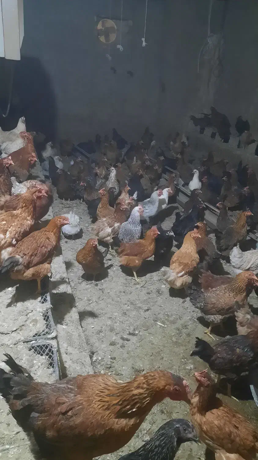 مرغ تخمگذاری بومی گلپایگان|حیوانات مزرعه|گلپایگان, |دیوار