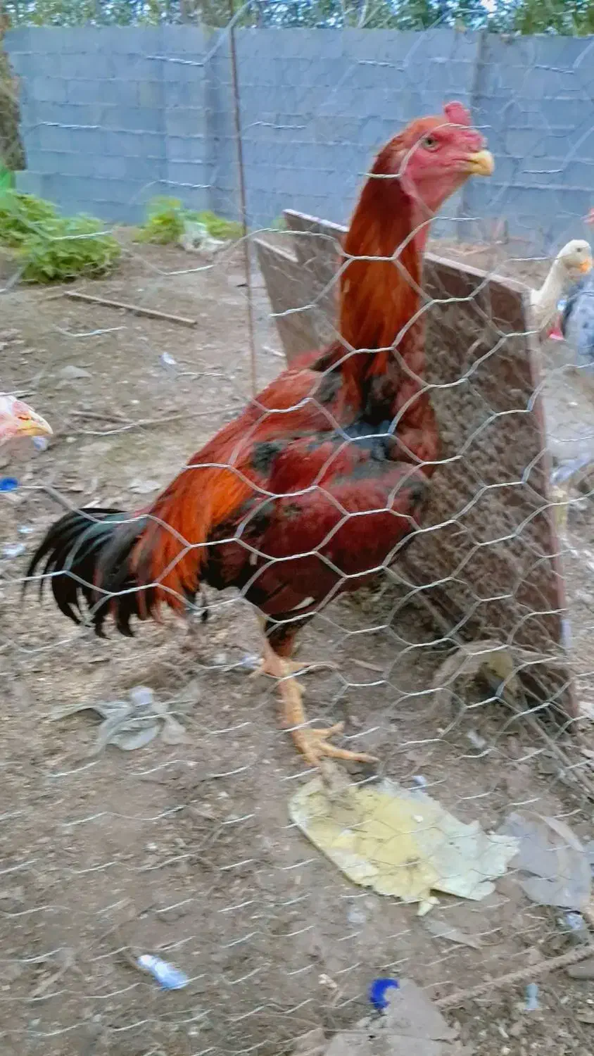 لاری|حیوانات مزرعه|گوراب زرمیخ, |دیوار