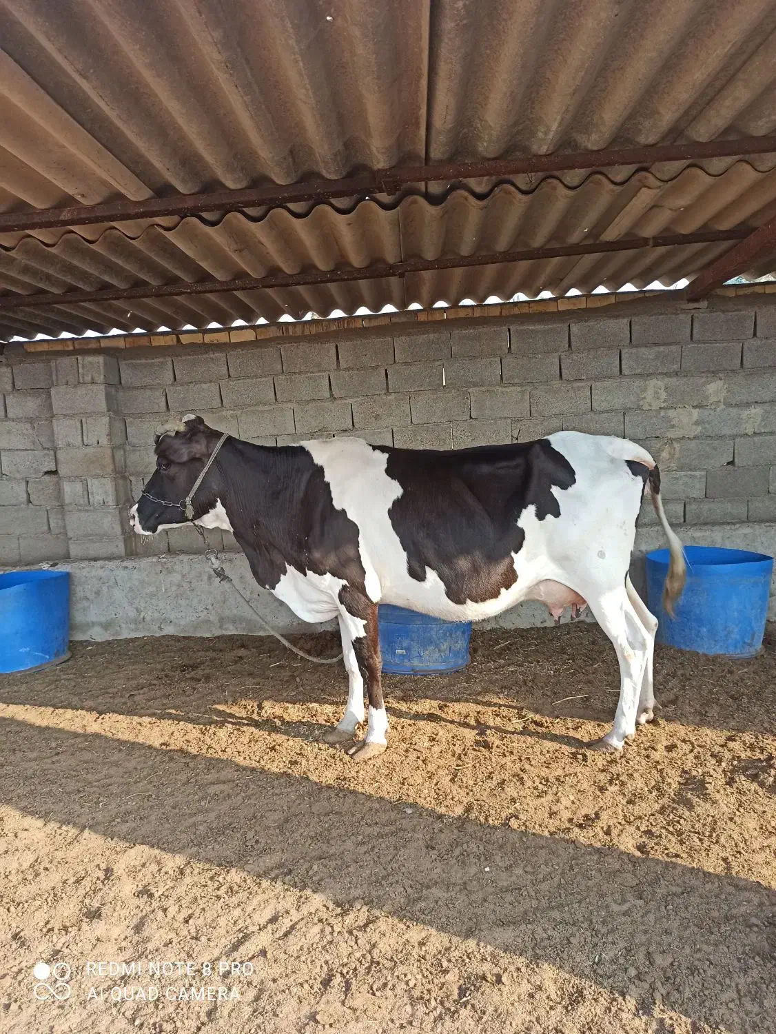 گاو با گوساله|حیوانات مزرعه|خرمشهر, |دیوار