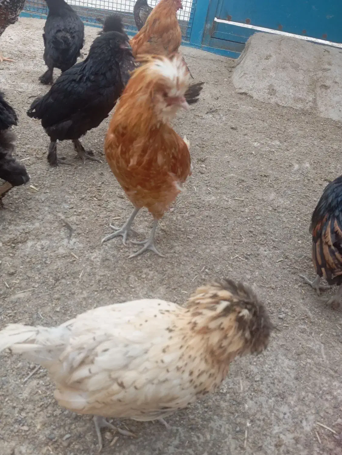 خروس و اردک|حیوانات مزرعه|فریمان, |دیوار