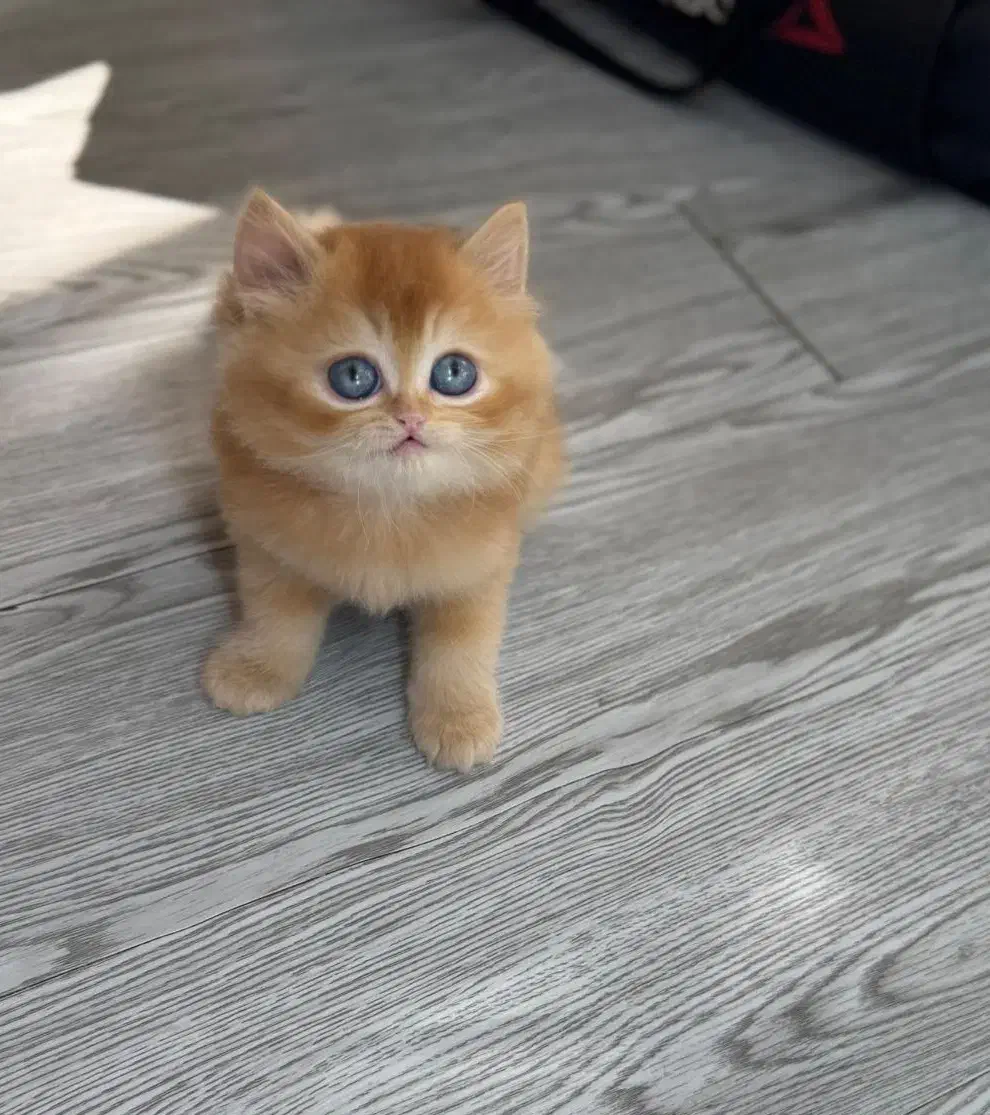 بریتیش گلدny12 لانگ هیر دوماهه|گربه|تهران, شهرک غرب|دیوار