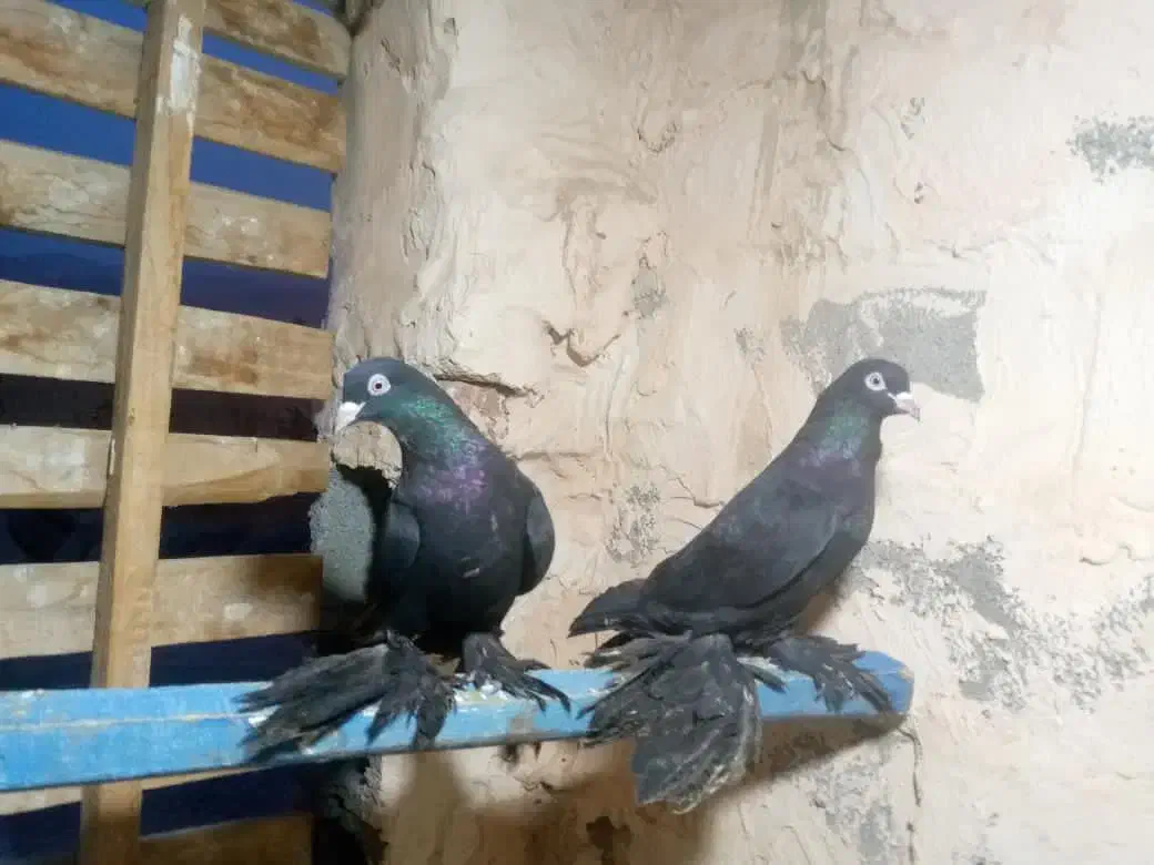 کبوتر|پرنده|میاندوآب, |دیوار