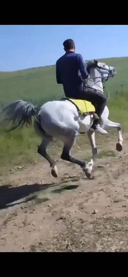 اسب کرد|اسب و تجهیزات اسبسواری|تیکمه داش, |دیوار