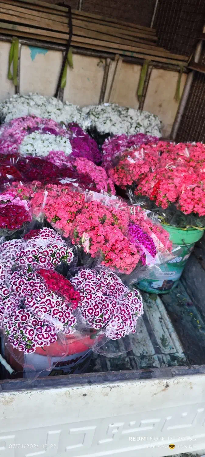 فروش گل قلم پور|گل و گیاه طبیعی|پاکدشت, پاکدشت (مامازند)|دیوار