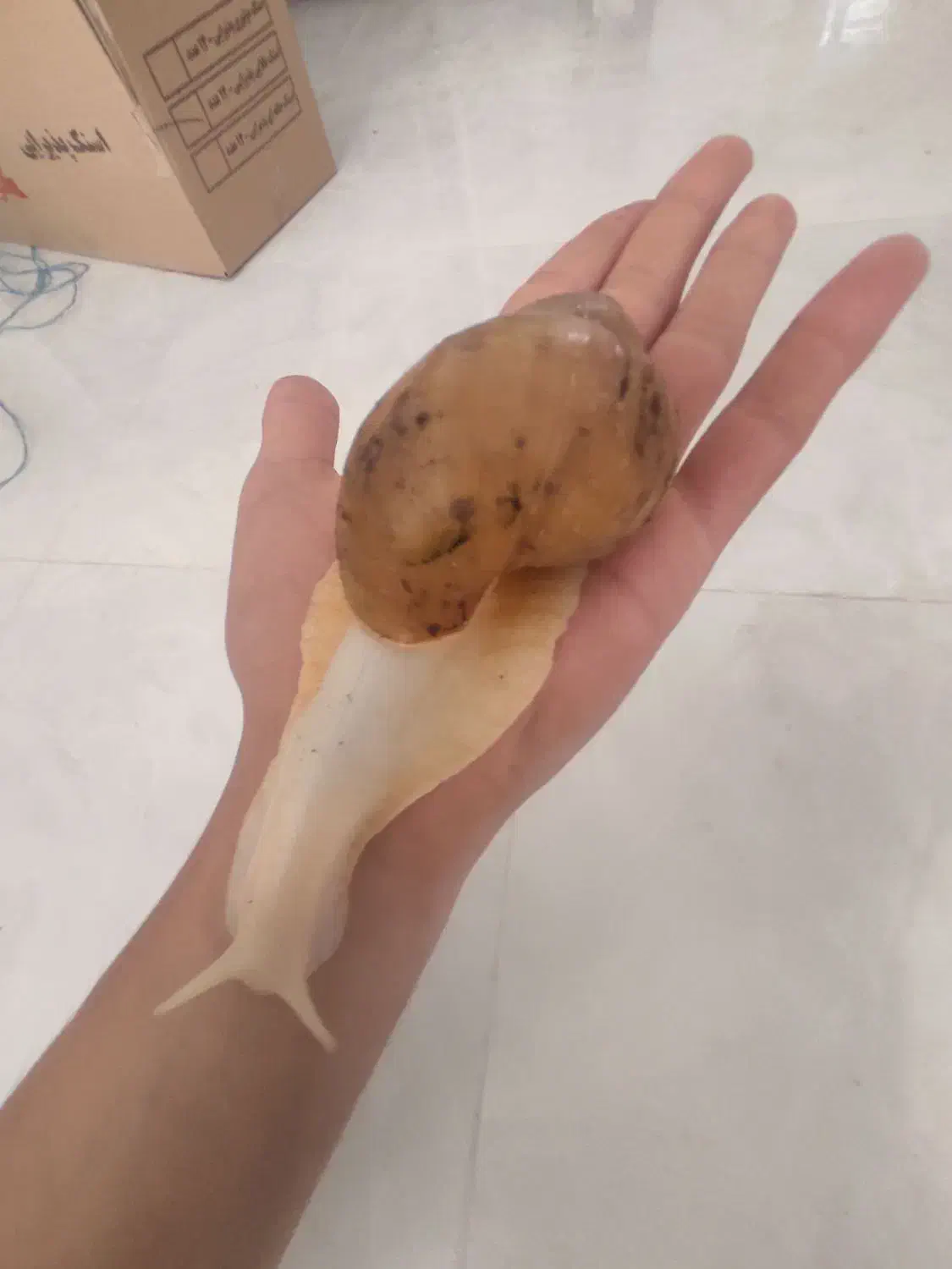 حلزون آچاتینا (البینو)|خزنده|قزوین, |دیوار