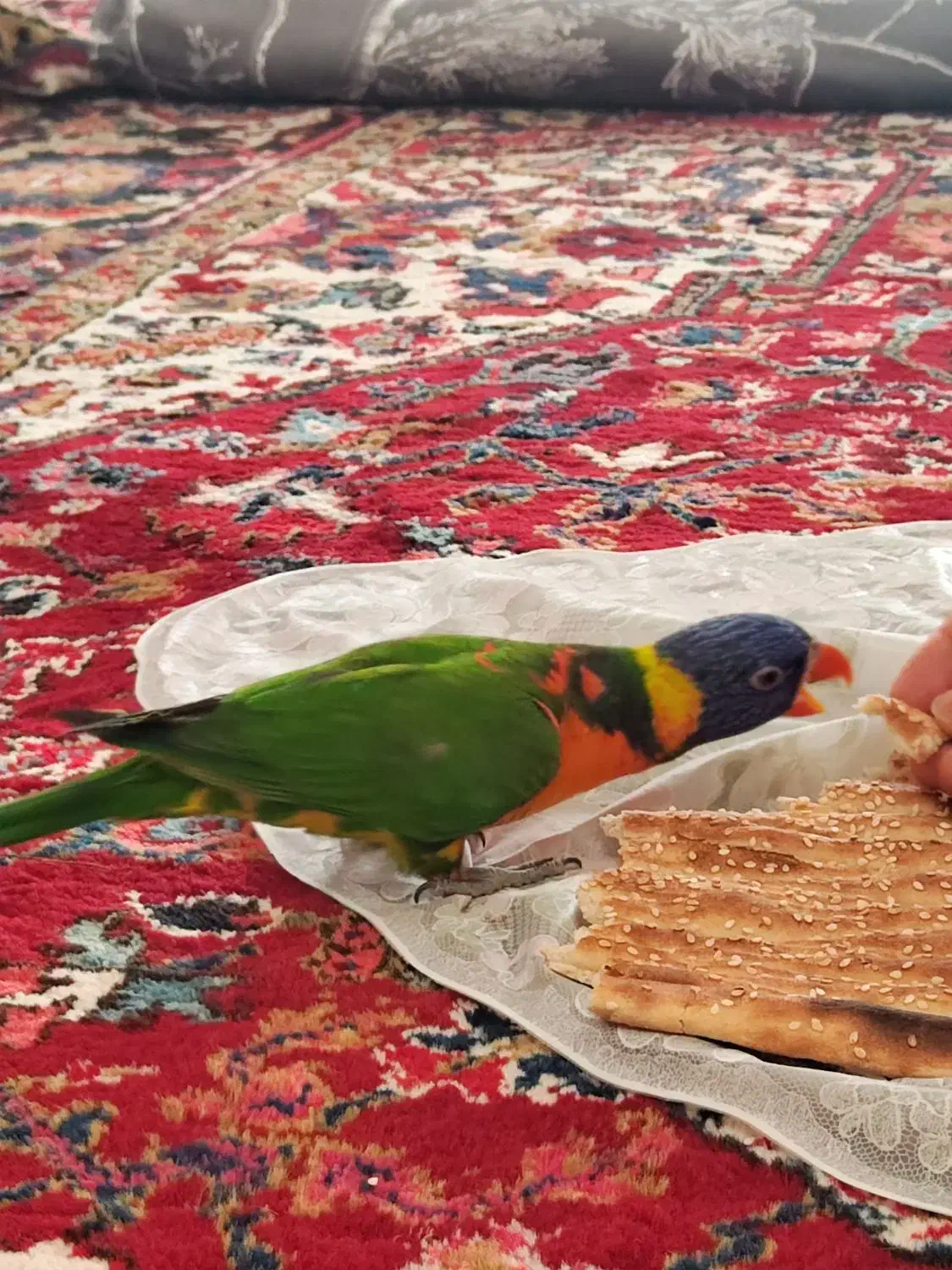 طوطی لوری لوریکیت|پرنده|تبریز, |دیوار