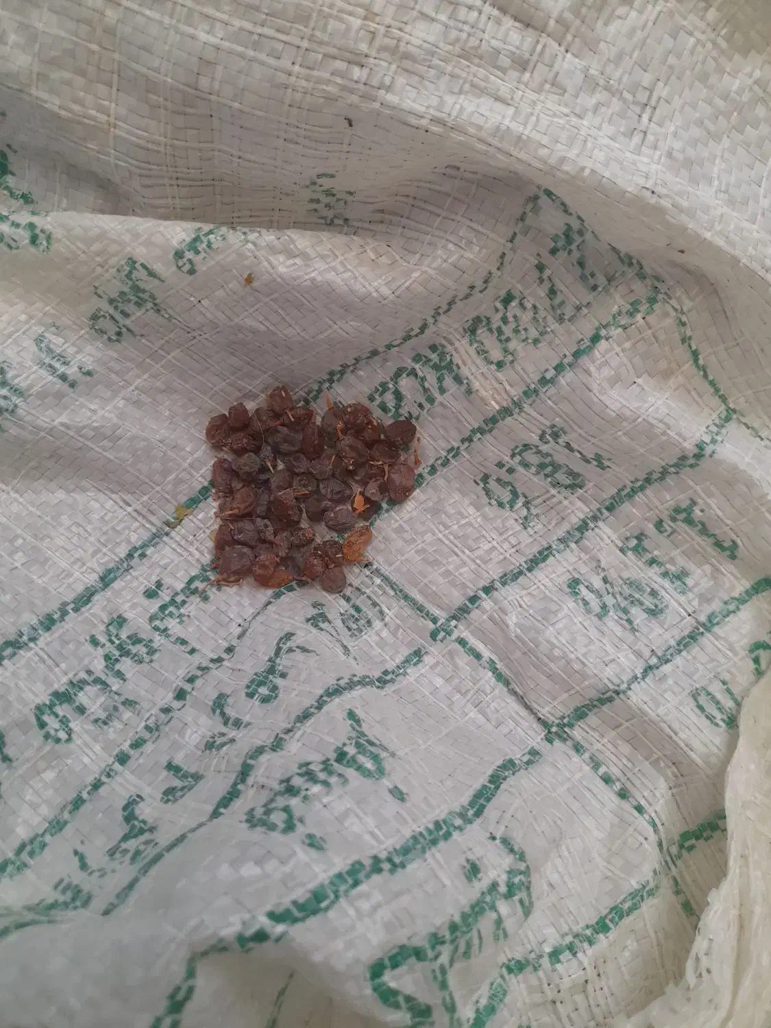 کشمش بیدانه|خوردنی و آشامیدنی|قزوین, |دیوار